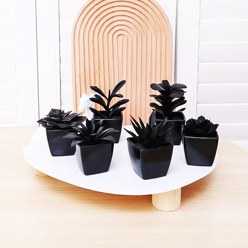Caelum Plante Succulente Art Vivant Élégante Silhouette Fine Pièce Maîtresse Du Jardin Faible Entretien